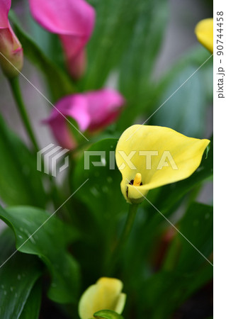 サトイモ科植物・カラーの花（黄色） 90744458