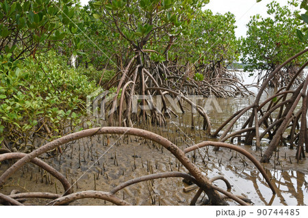 西表島の干潟の干潮時に現れたヤエヤマヒルギの支柱根がグロテスクで面白い 90744485