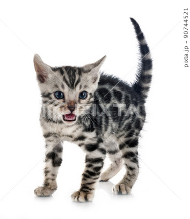 bengal kitten in studio 90744521