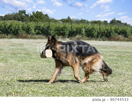 training of german shepherd 90744533
