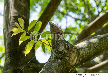 ナナメノキ・ナナミノキ　モチノキ科 90744628