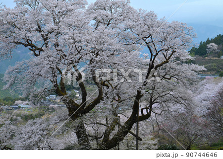ひょうたん桜（高知県吾川郡仁淀川町ひょうたん桜公園） 90744646