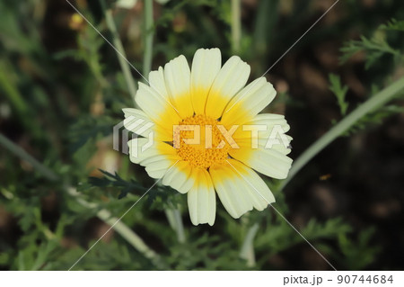 春の日本の公園に咲く白と黄色の複色のガザニアの花 春の日本の公園に咲く白と黄色の複色のガザニアの花 90744684