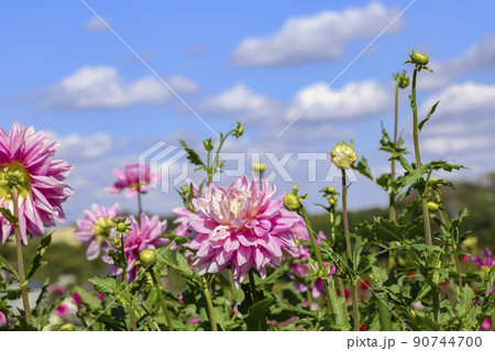 ダリア　ピンク色 90744700