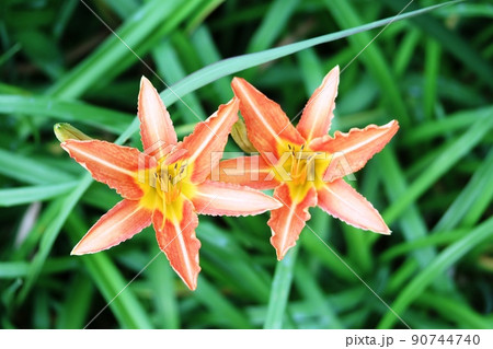 日本では自生していないシナカンゾウ（支那萱草） 90744740