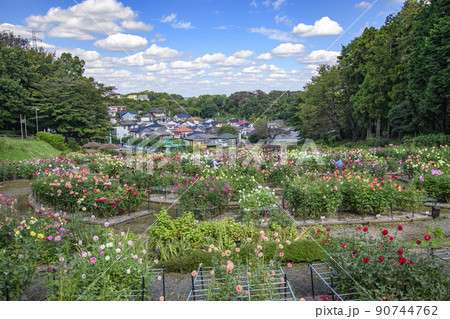 ダリア園 ダリア園 90744762