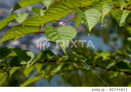 桜の葉　新緑 90744821
