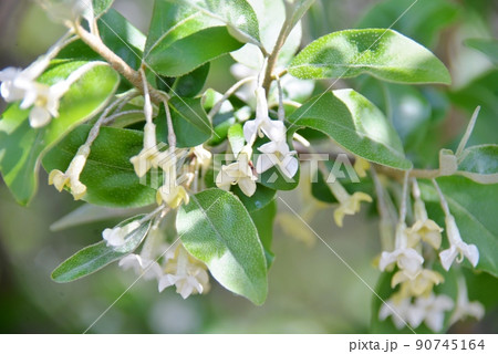 茱萸の花 茱萸の花 90745164