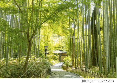 修善寺温泉 竹林の小径 修善寺温泉 竹林の小径 90745213