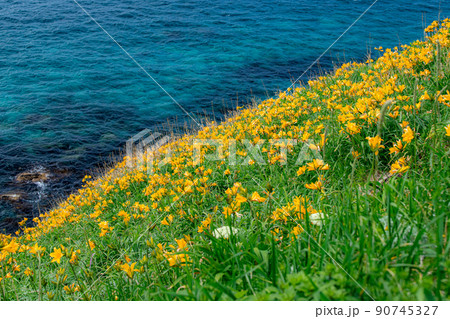 ニッコウキスゲと積丹ブルー ニッコウキスゲと積丹ブルー 90745327