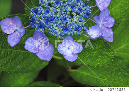 梅雨の花の代名詞アジサイ。花を守るように周りを囲んだガクに雨はシッカリ降り続けて雨粒を蓄え 90745825