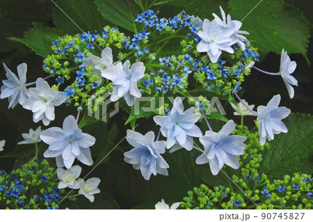 紫陽花の花は星を散りばめたように咲きそろい、それをを囲むような淡い白さで青いガクが花のように全面に 90745827