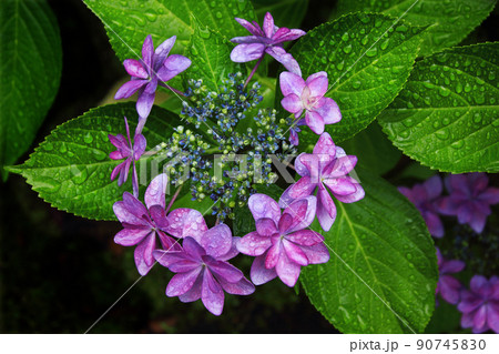 紫陽花の花を囲み、ガクは線香花火のようにして派手に雨に濡れながら 紫陽花の花を囲み、ガクは線香花火のようにして派手に雨に濡れながら 90745830