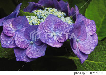 紫陽花は雨に濡れてしっとりと梅雨本番、周りの花ををガードするような紫のガクは雨粒に 紫陽花は雨に濡れてしっとりと梅雨本番、周りの花ををガードするような紫のガクは雨粒に 90745832