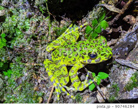 奄美大島のアマミハナサキガエル 90746284