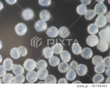 スギ花粉　顕微鏡撮影 90746464