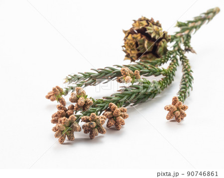 スギの花 スギの花 90746861