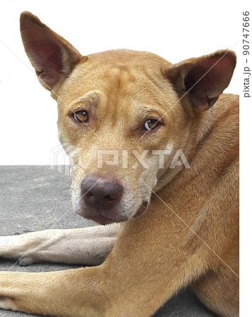 Cute Dog In the early morning isolated on white background Cute Dog In the early morning isolated on white background 90747666