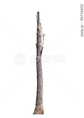 dead trees in thailand isolated on a white background dead trees in thailand isolated on a white background 90748856