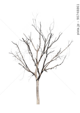 dead trees in thailand isolated on a white background dead trees in thailand isolated on a white background 90748861