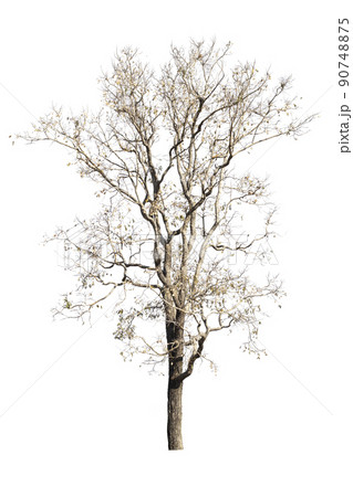 dry dead trees in autumn isolated on white background dry dead trees in autumn isolated on white background 90748875