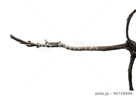 dry branches, dry branches, isolated on white background 90748896