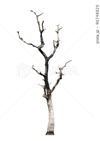 dead trees, dry trees in Thailand isolated on a white background 90748920