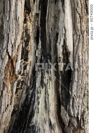 the surface of the tree with signs of burns the surface of the tree with signs of burns 90749000