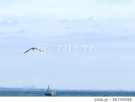 トンビと海 神奈川県茅ヶ崎市 サザンビーチちがさき ヘッドランドビーチ コビースペース2022/06 トンビと海 神奈川県茅ヶ崎市 サザンビーチちがさき ヘッドランドビーチ コビースペース2022/06 90749098