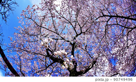 魚眼レンズで撮影した満開の桜と木々と青空 魚眼レンズで撮影した満開の桜と木々と青空 90749496