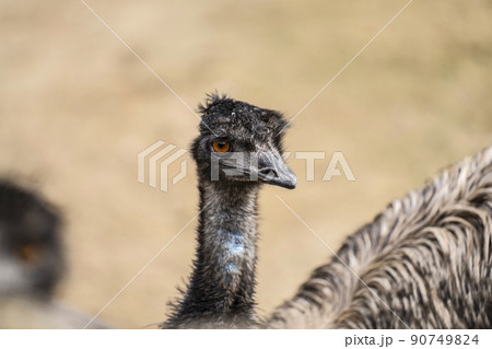 エミュー 90749824