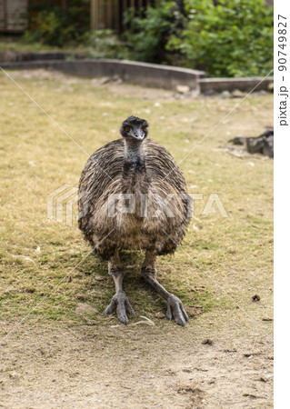 エミュー 90749827