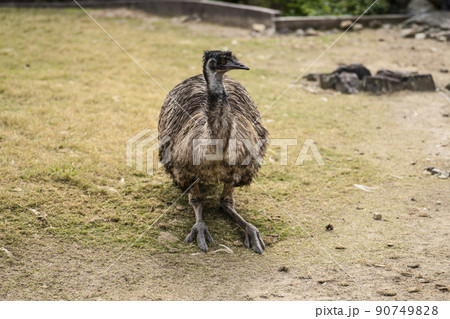 エミュー 90749828