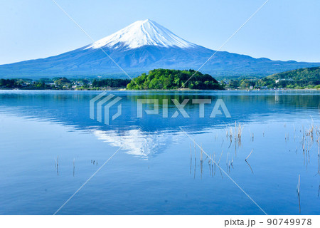 初夏の富士山 河口湖畔 初夏の富士山 河口湖畔 90749978