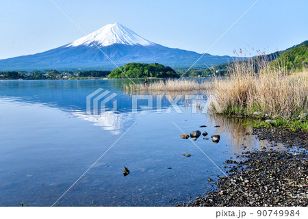 初夏の富士山 河口湖畔 初夏の富士山 河口湖畔 90749984