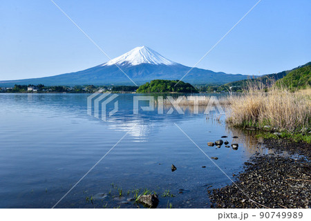 初夏の富士山 河口湖畔 初夏の富士山 河口湖畔 90749989