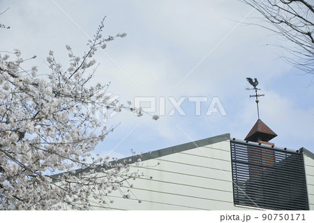 日本 桜 90750171