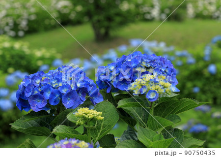 鮮やかな青色のあじさい二輪 鮮やかな青色のあじさい二輪 90750435