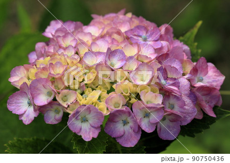 ピンク色の本あじさい 90750436