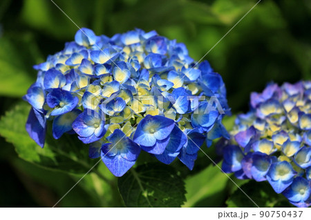 青い本アジサイ 90750437