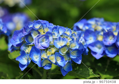 鮮やかな青色の紫陽花 鮮やかな青色の紫陽花 90750438