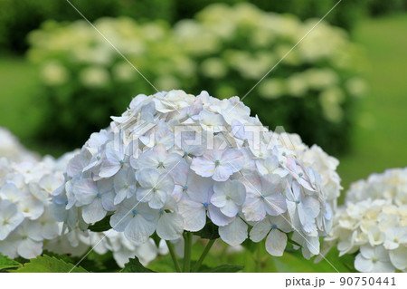 白色の紫陽花 白色の紫陽花 90750441