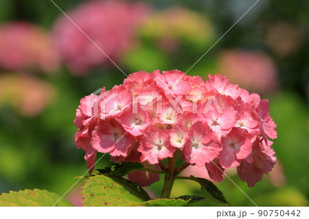 赤いピンク色のあじさい 赤いピンク色のあじさい 90750442
