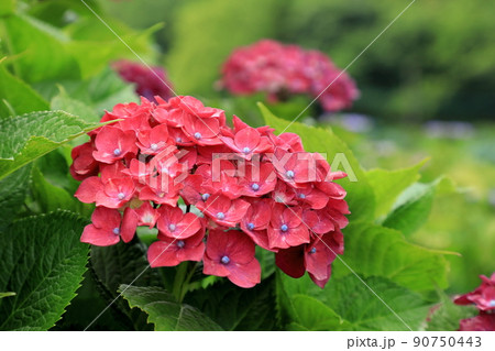 赤いテマリあじさい 赤いテマリあじさい 90750443