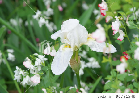 ジャーマンアイリスの白花【緑背景】 90751549