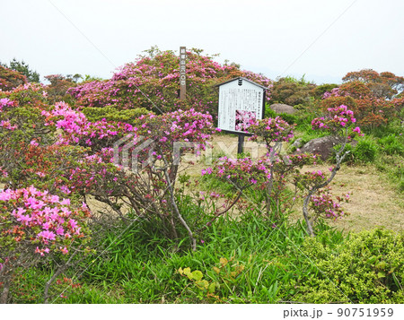 大分県日出町のミヤマキリシマ自生地経塚山の山頂 90751959