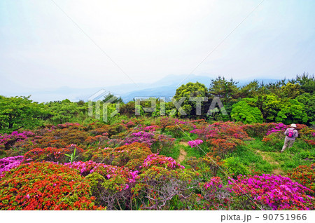 大分県日出町にある経塚山ミヤマキリシマ自生地 90751966