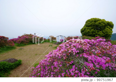 大分県日出町の経塚山山頂ミヤマキリシマ自生地 90751967
