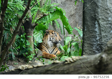 神戸どうぶつ王国より 90752256