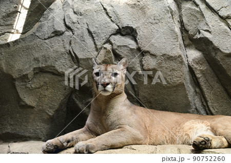 神戸どうぶつ王国より 90752260